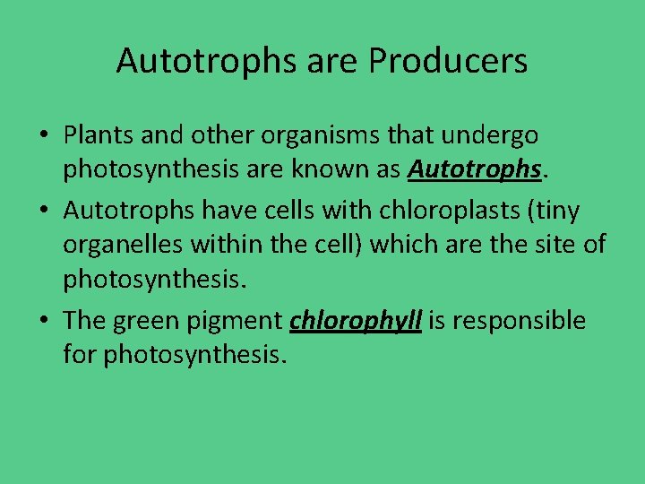 Autotrophs are Producers • Plants and other organisms that undergo photosynthesis are known as