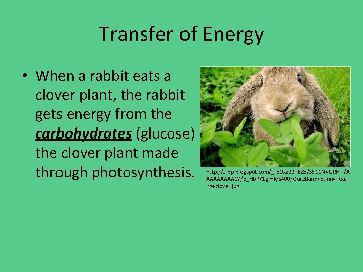 Transfer of Energy • When a rabbit eats a clover plant, the rabbit gets