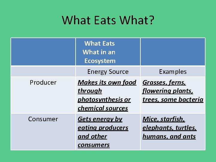 What Eats What? What Eats What in an Ecosystem Energy Source Producer Consumer Makes