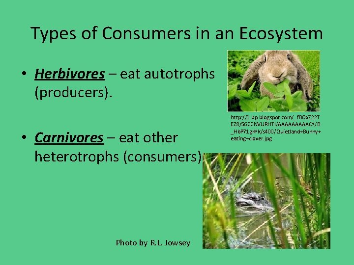 Types of Consumers in an Ecosystem • Herbivores – eat autotrophs (producers). • Carnivores