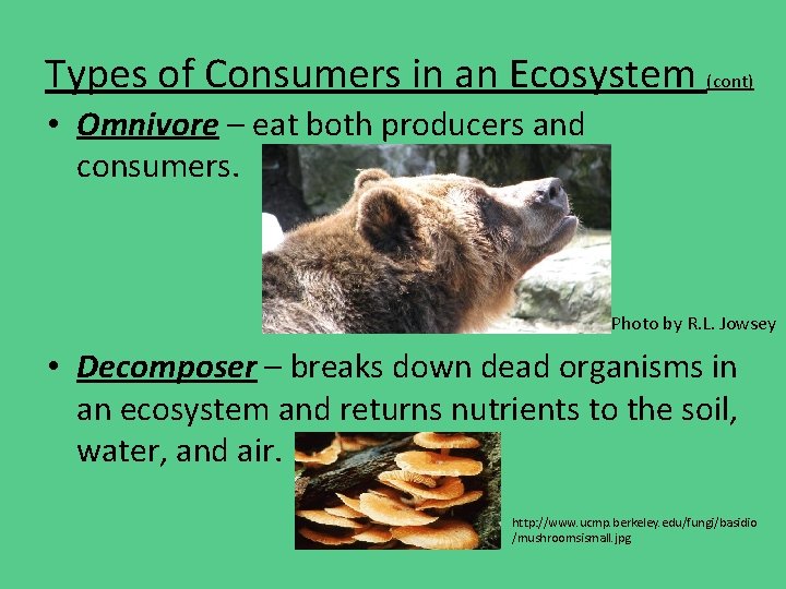 Types of Consumers in an Ecosystem (cont) • Omnivore – eat both producers and