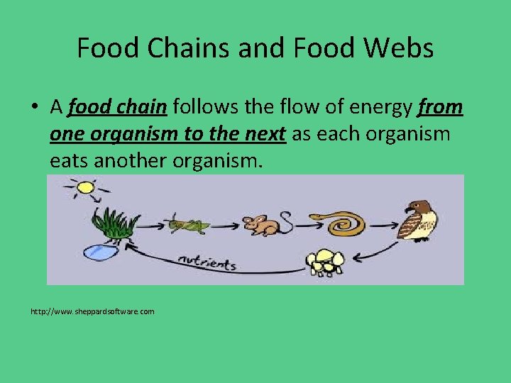Food Chains and Food Webs • A food chain follows the flow of energy