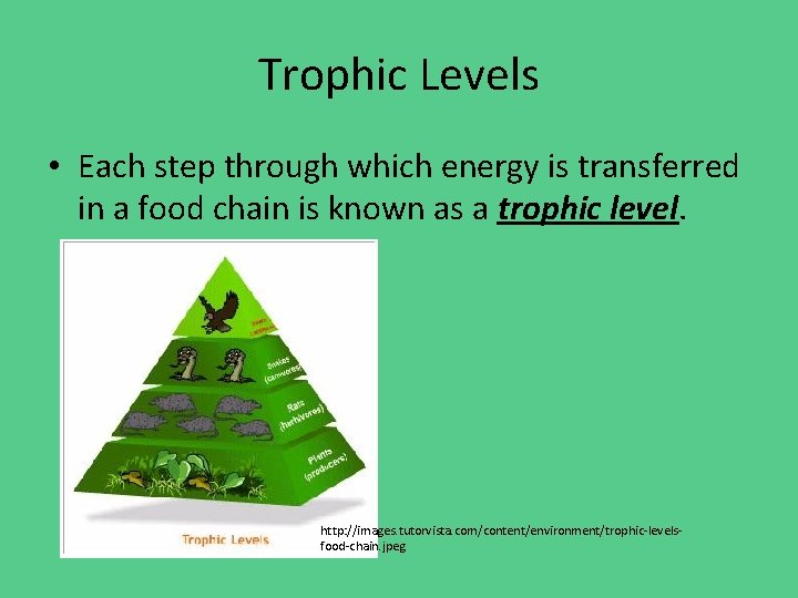 Trophic Levels • Each step through which energy is transferred in a food chain