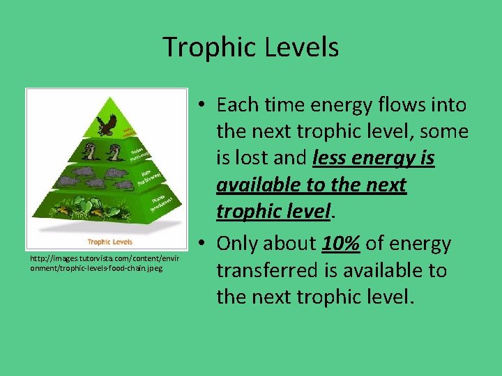 Trophic Levels http: //images. tutorvista. com/content/envir onment/trophic-levels-food-chain. jpeg • Each time energy flows into