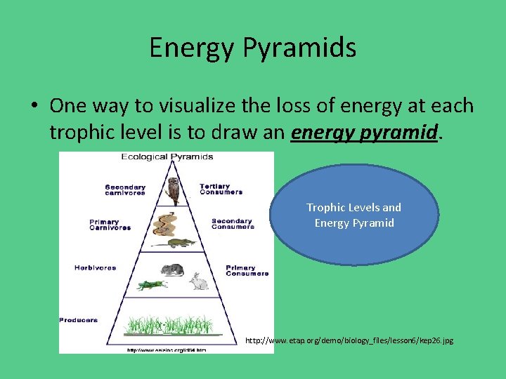 Energy Pyramids • One way to visualize the loss of energy at each trophic