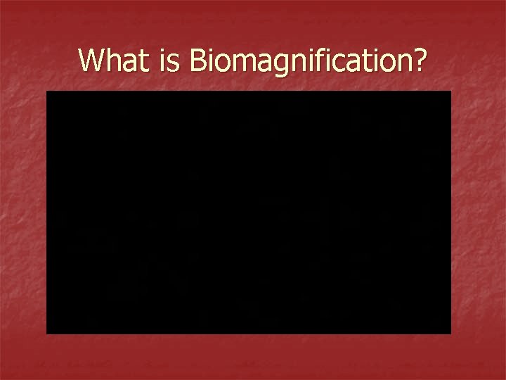 What is Biomagnification? 