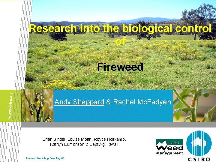 Research into the biological control of Fireweed Andy Sheppard & Rachel Mc. Fadyen Brian