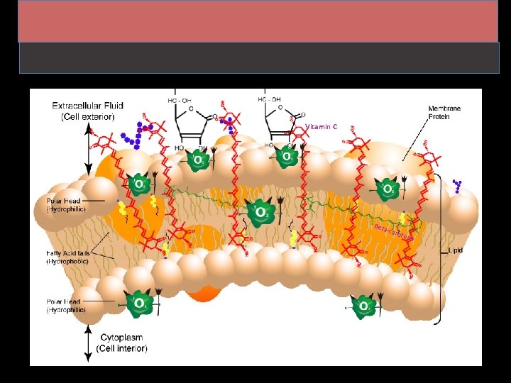 Superior Position in Membrane Vitamin C Beta -car oten e 