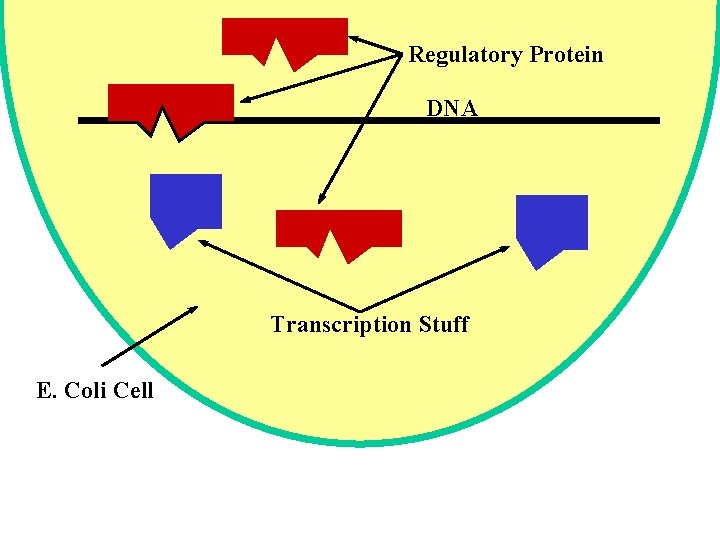 Regulatory Protein DNA Transcription Stuff E. Coli Cell 