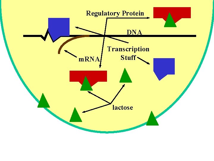 Regulatory Protein DNA m. RNA Transcription Stuff lactose 