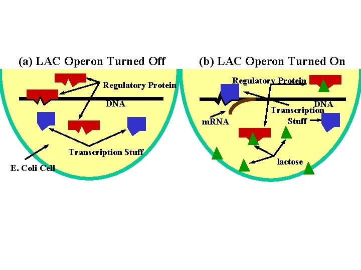 (a) LAC Operon Turned Off (b) LAC Operon Turned On Regulatory Protein DNA m.