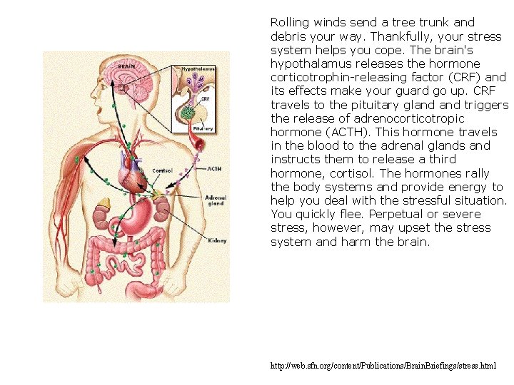 Rolling winds send a tree trunk and debris your way. Thankfully, your stress system