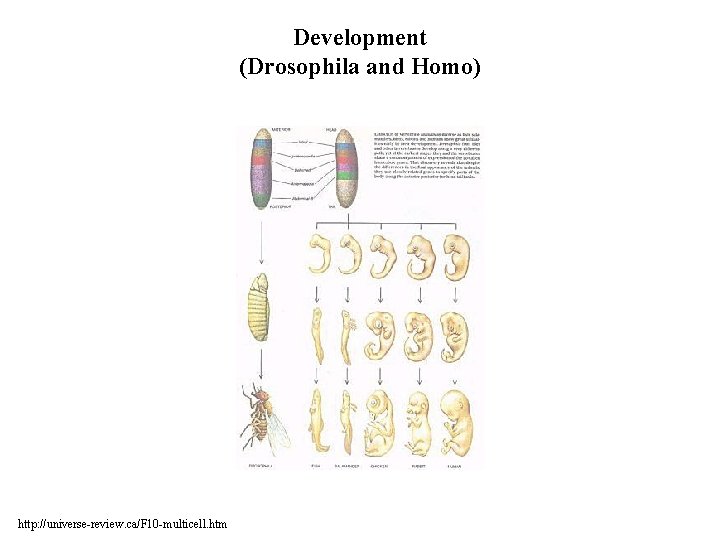 Development (Drosophila and Homo) http: //universe-review. ca/F 10 -multicell. htm 