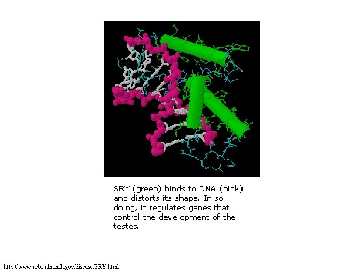 http: //www. ncbi. nlm. nih. gov/disease/SRY. html 