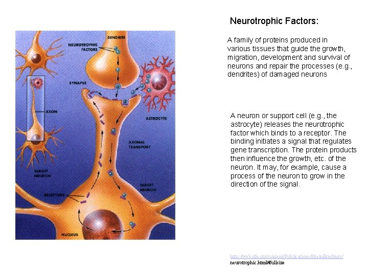 Neurotrophic Factors: A family of proteins produced in various tissues that guide the growth,