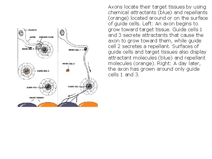 Axons locate their target tissues by using chemical attractants (blue) and repellants (orange) located