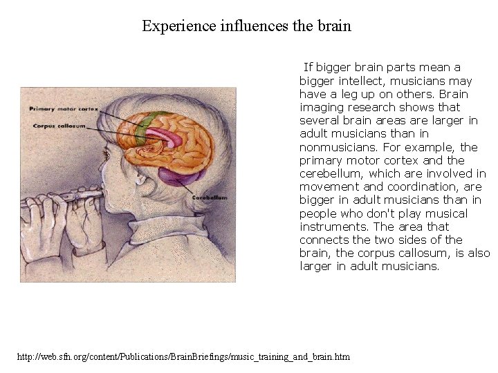 Experience influences the brain If bigger brain parts mean a bigger intellect, musicians may