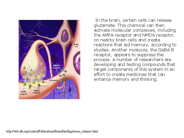 In the brain, certain cells can release glutamate. This chemical can then activate molecular
