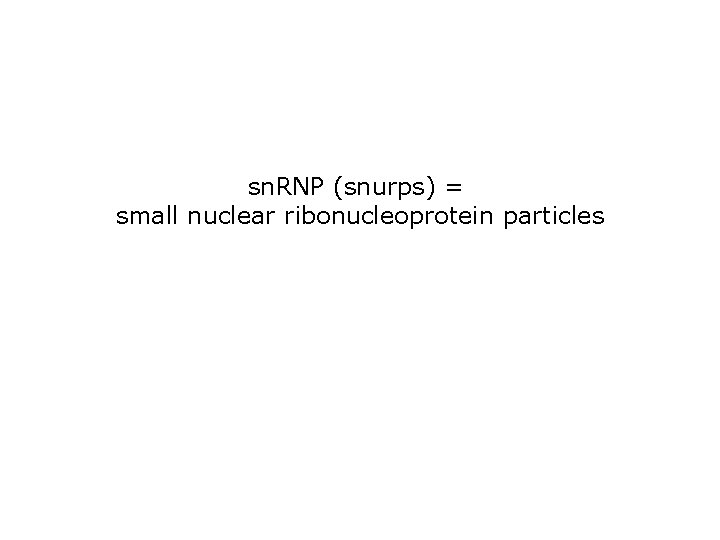 sn. RNP (snurps) = small nuclear ribonucleoprotein particles 