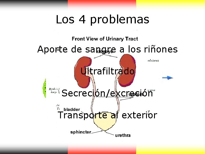 Los 4 problemas Aporte de sangre a los riñones Ultrafiltrado Secreción/excreción Transporte al exterior Los 4 problemas Aporte de sangre a los riñones Ultrafiltrado Secreción/excreción Transporte al exterior