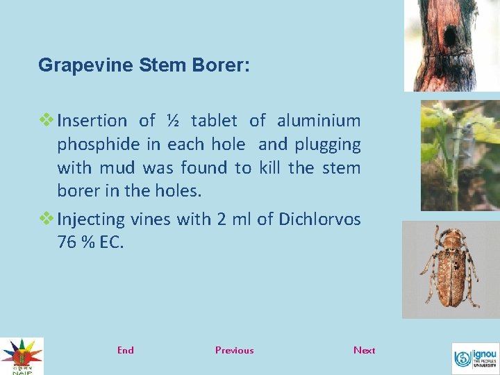 Grapevine Stem Borer: v Insertion of ½ tablet of aluminium phosphide in each hole