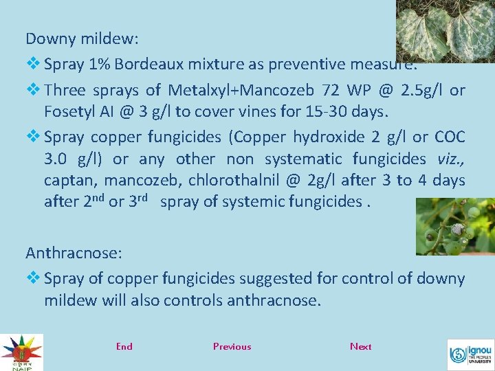 Downy mildew: v Spray 1% Bordeaux mixture as preventive measure. v Three sprays of