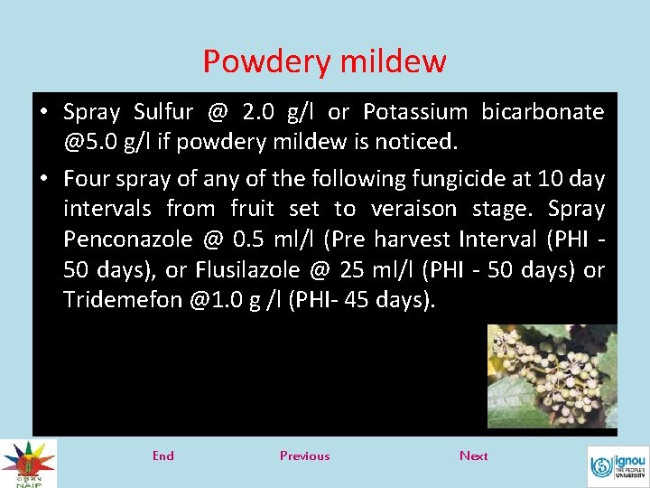 Powdery mildew • Spray Sulfur @ 2. 0 g/l or Potassium bicarbonate @5. 0