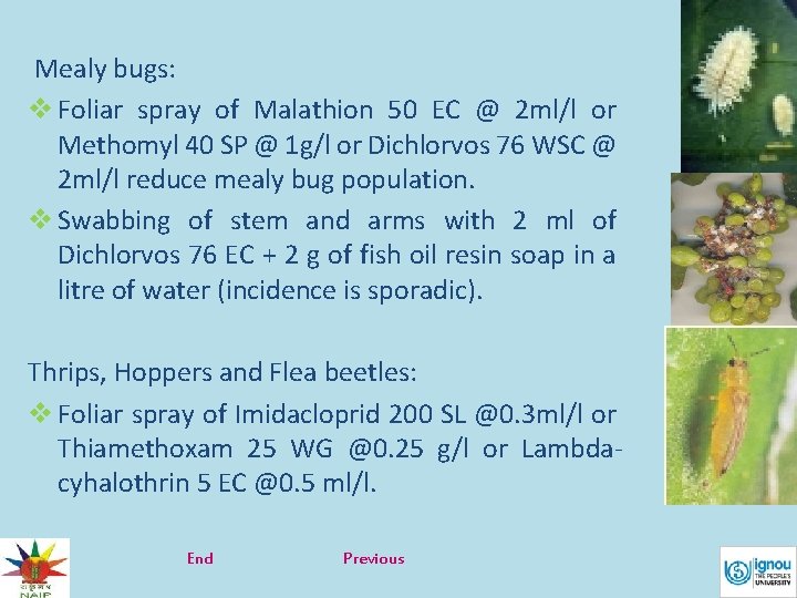  Mealy bugs: v Foliar spray of Malathion 50 EC @ 2 ml/l or