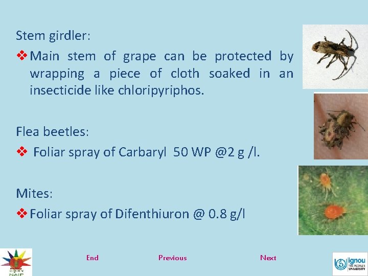 Stem girdler: v Main stem of grape can be protected by wrapping a piece