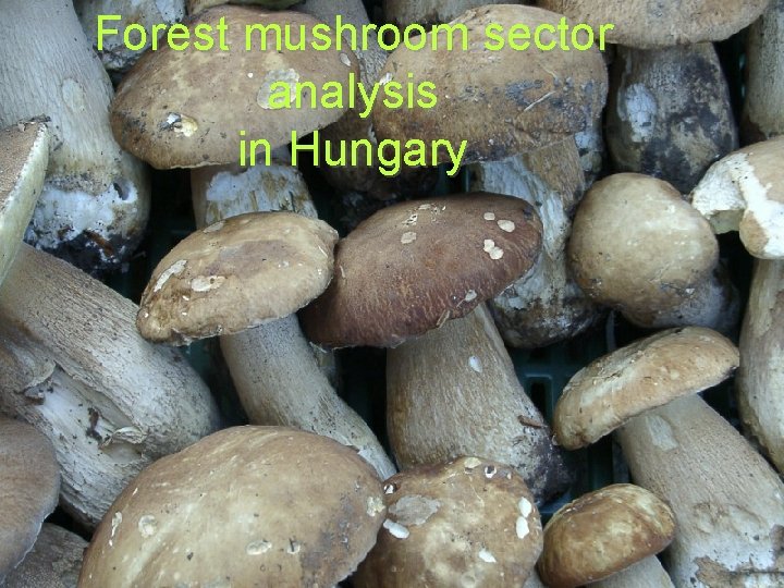 Forest mushroom sector analysis in Hungary 