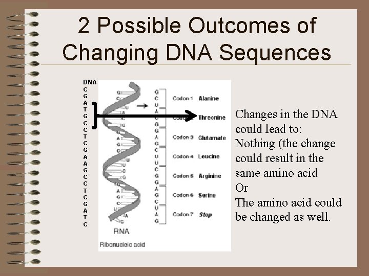 2 Possible Outcomes of Changing DNA Sequences DNA C G A T G C