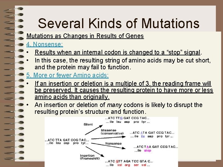 Several Kinds of Mutations as Changes in Results of Genes 4. Nonsense: • Results