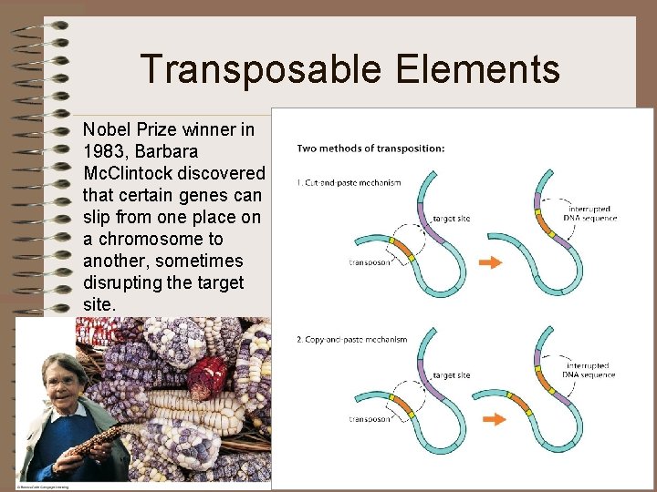 Transposable Elements Nobel Prize winner in 1983, Barbara Mc. Clintock discovered that certain genes