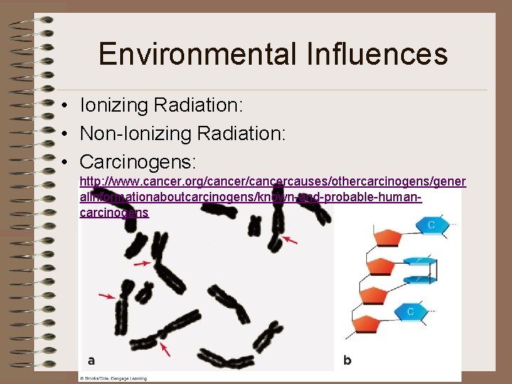 Environmental Influences • Ionizing Radiation: • Non-Ionizing Radiation: • Carcinogens: http: //www. cancer. org/cancercauses/othercarcinogens/gener