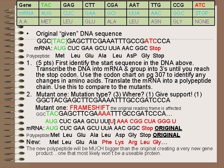 Gene TAC m. RNA AUG A. A. MET • GAG CTT CGA AAT TTG