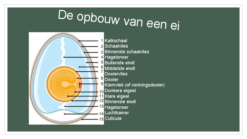 De opbouw van een ei Kalkschaal Schaalvlies Binnenste schaalvlies Hagelsnoer Buitenste eiwit Middelste eiwit