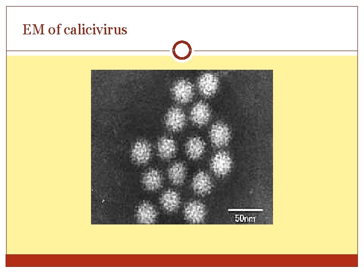 EM of calicivirus 