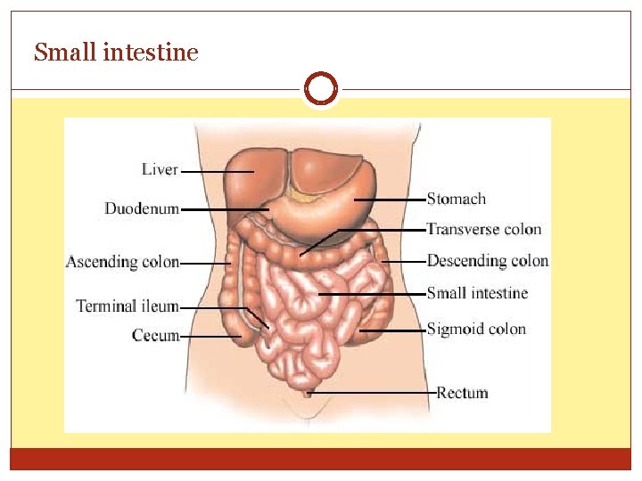 Small intestine Small intestine
