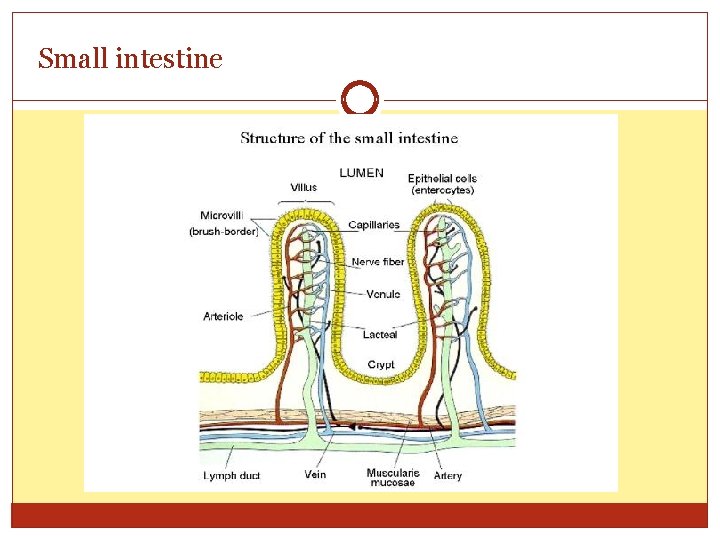 Small intestine 