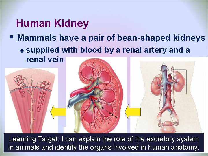 Human Kidney § Mammals have a pair of bean-shaped kidneys u supplied with blood