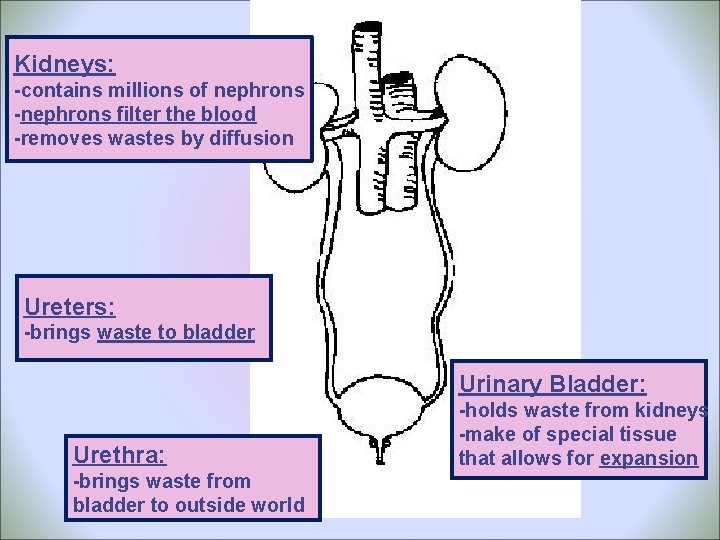 Kidneys: -contains millions of nephrons -nephrons filter the blood -removes wastes by diffusion Ureters: