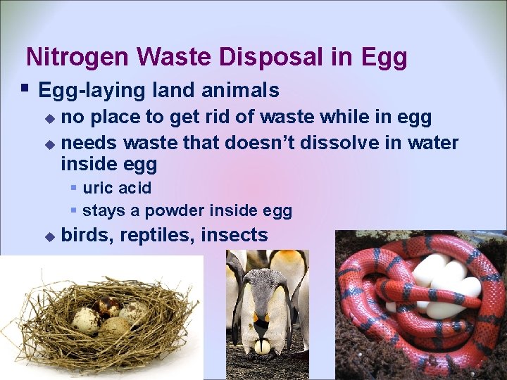 Nitrogen Waste Disposal in Egg § Egg-laying land animals no place to get rid