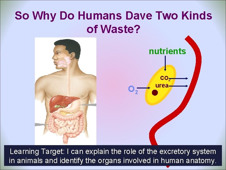 So Why Do Humans Dave Two Kinds of Waste? nutrients CO 2 urea Learning