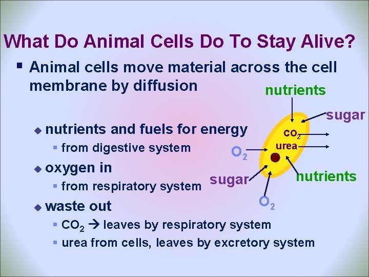 What Do Animal Cells Do To Stay Alive? § Animal cells move material across