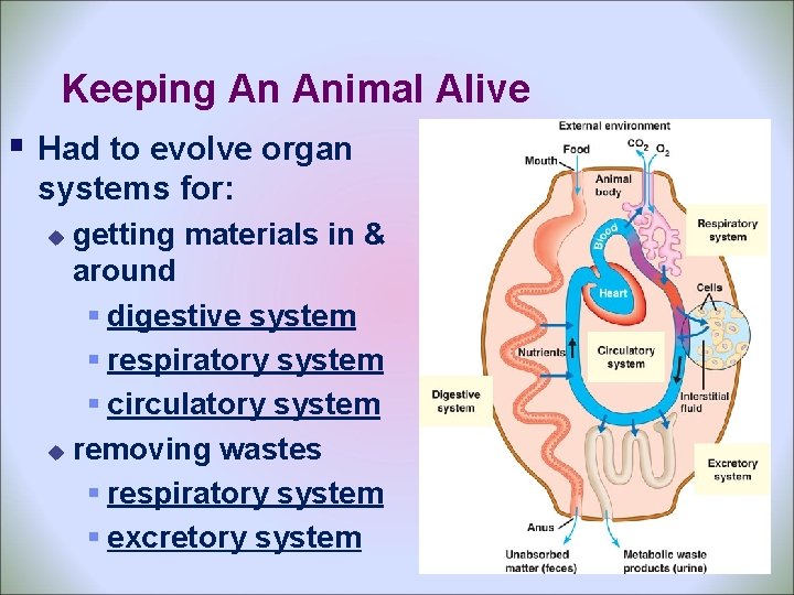 Keeping An Animal Alive § Had to evolve organ systems for: getting materials in