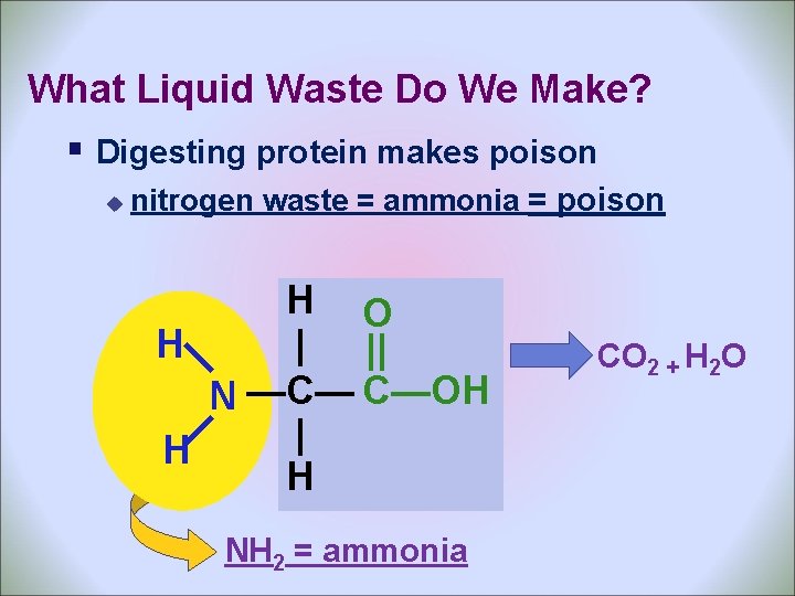 What Liquid Waste Do We Make? § Digesting protein makes poison u nitrogen waste