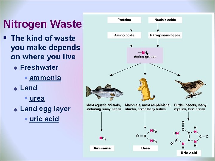 Nitrogen Waste § The kind of waste you make depends on where you live