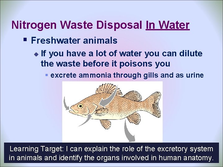 Nitrogen Waste Disposal In Water § Freshwater animals u If you have a lot