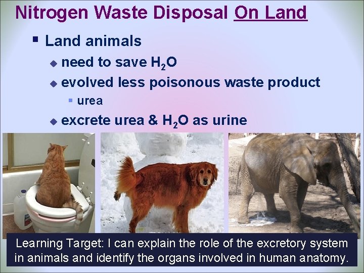 Nitrogen Waste Disposal On Land § Land animals need to save H 2 O