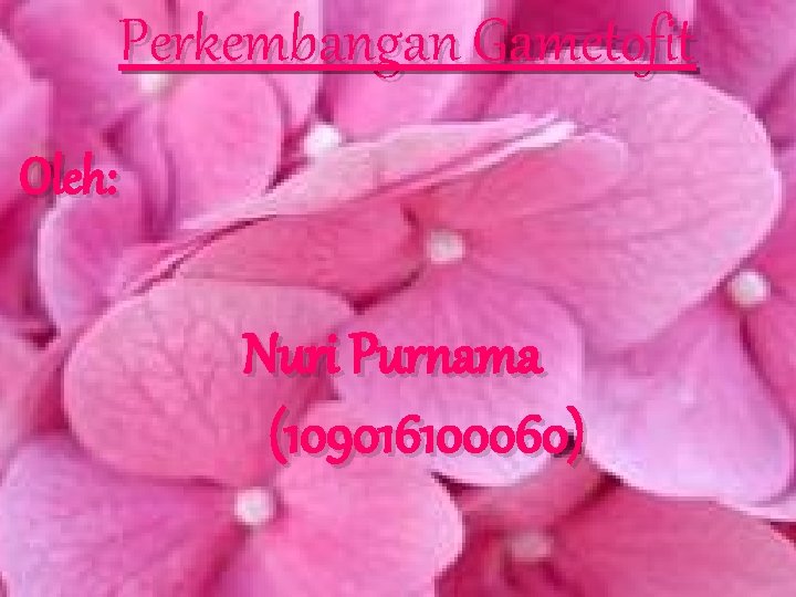 Perkembangan Gametofit Oleh: Nuri Purnama (109016100060) 